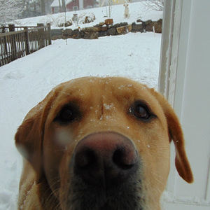 Meet your Posher, Paxton